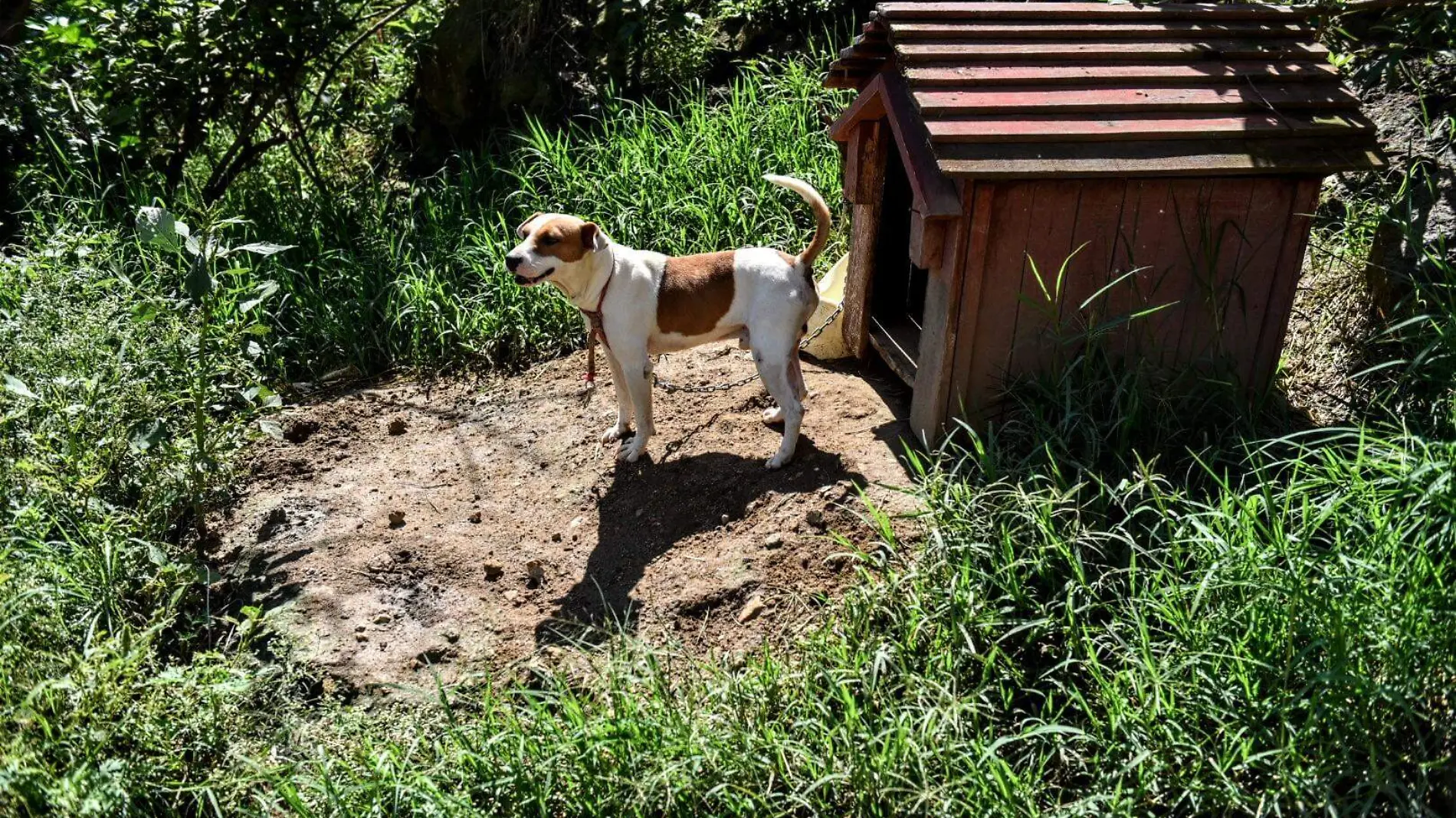 Perros | Mascotas 